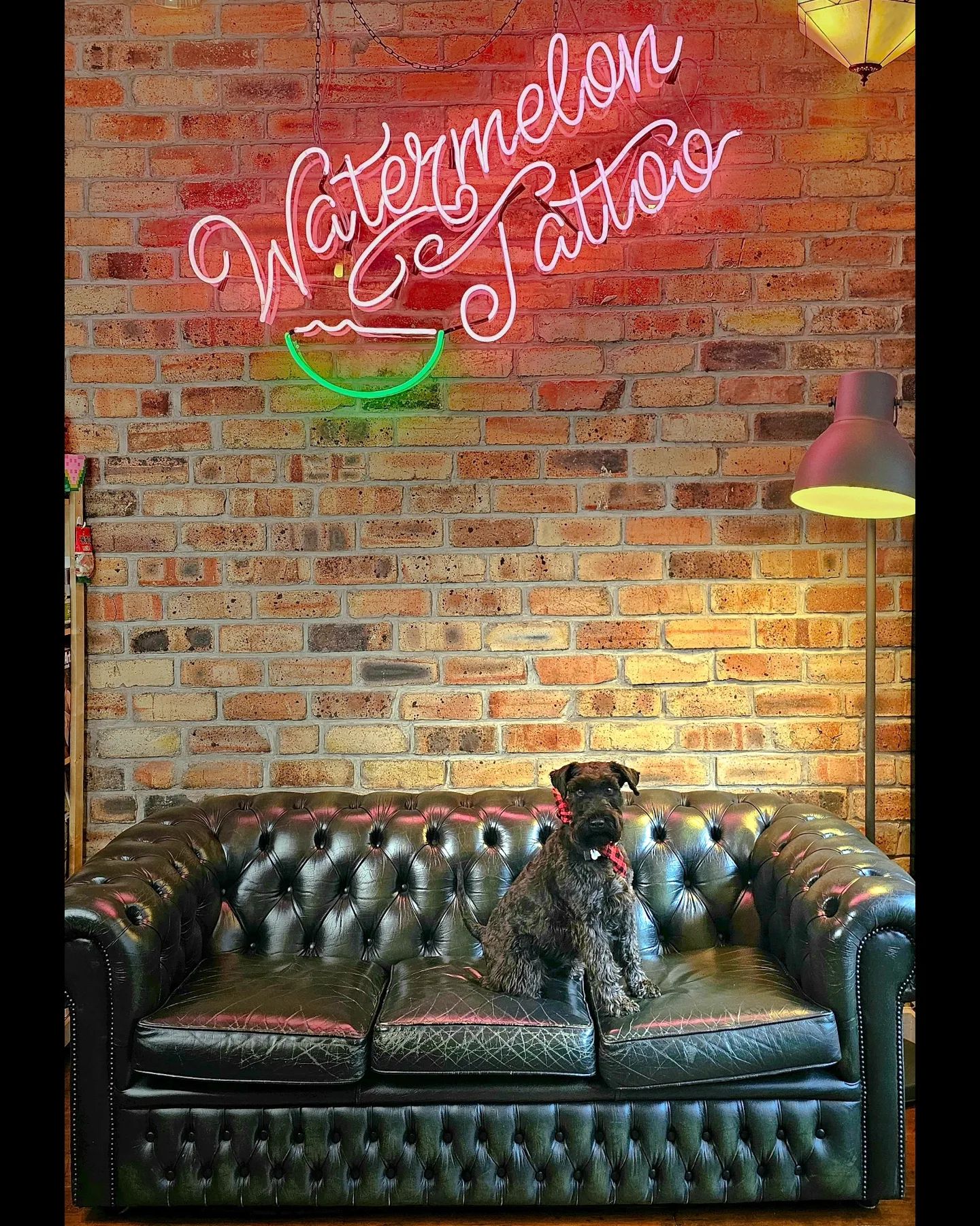 Over the coming days we will be reintroducing ourselves to all our new followers and why not start with the most handsome boy of the shop!
Name: Gino
AKA: Scroobius Pup, Poopy/ Poopybum, Gigiputz'
Age: almost 2
Breed: Miniature Schnauzer
From: Half Russian/ half German
Favourite thing about Edinburgh: the sheer amount of butts to sniff on Mongomery Street park
Hobbies: sniffing bums at Montgomery Street Park/ rolling in fox poop/ barking at the postie.
Dislikes: The postie/ Gary the window cleaner/ having nails trimmed.
Best pals: Grant and Becky
Favourite song: Geno | Dexys Midnight Runners
Favourite movie: Homeward Bound
Celebrity Crush: Fly from Babe
Gino does often like to have a wee bark at the door... he's a complete softy and is just letting you know he's there. He's a Schnauzer so does not shed hair and such is hypoallergenic. We have doggy treats in the reception area so please pop in and give him a biscuit in exchange for a fist/ paw bump!
Over the coming days we will be reintroducing ourselves to all our new followers and why not start with the most handsome boy of the shop!
Name: Gino
AKA: Scroobius Pup, Poopy/ Poopybum, Gigiputz'
Age: almost 2
Breed: Miniature Schnauzer
From: Half Russian/ half German
Favourite thing about Edinburgh: the sheer amount of butts to sniff on Mongomery Street park
Hobbies: sniffing bums at Montgomery Street Park/ rolling in fox poop/ barking at the postie.
Dislikes: The postie/ Gary the window cleaner/ having nails trimmed.
Best pals: Grant and Becky
Favourite song: Geno | Dexys Midnight Runners
Favourite movie: Homeward Bound
Celebrity Crush: Fly from Babe
Gino does often like to have a wee bark at the door... he's a complete softy and is just letting you know he's there. He's a Schnauzer so does not shed hair and such is hypoallergenic. We have doggy treats in the reception area so please pop in and give him a biscuit in exchange for a fist/ paw bump!